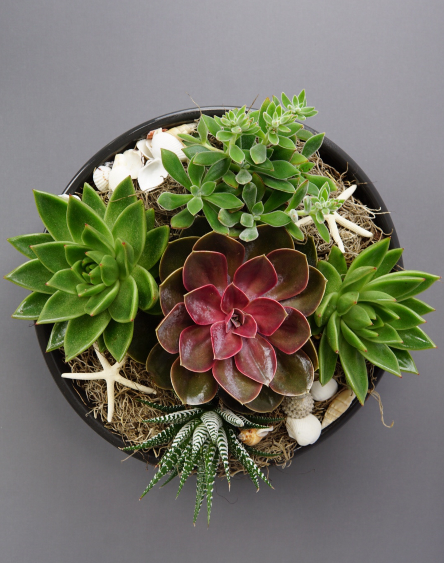 Succulent Planter