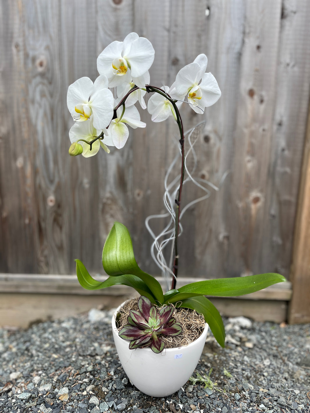 Planters Flowers & Company Langley