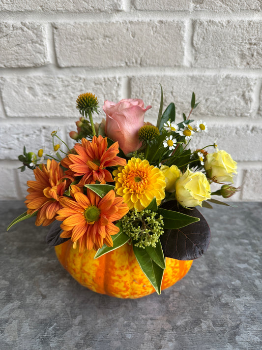 Autumn Glory Pumpkin