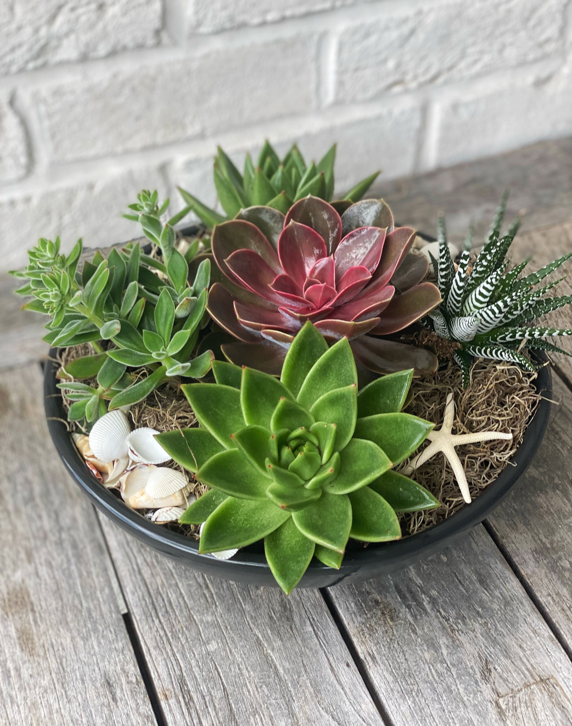 succulent planters for sale Succulent Planter
